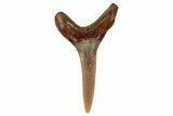 Fossil Sand Tiger Shark Tooth (Carcharias) - Angola #259465-1
